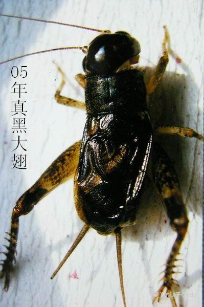 上海蟋蟀界名人图片