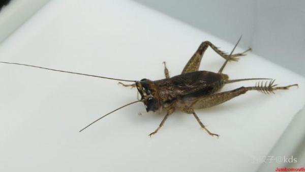 棺材板,看着蛮恶心的,感到触霉头的,成人后每年也会抓二个,听听叫声.