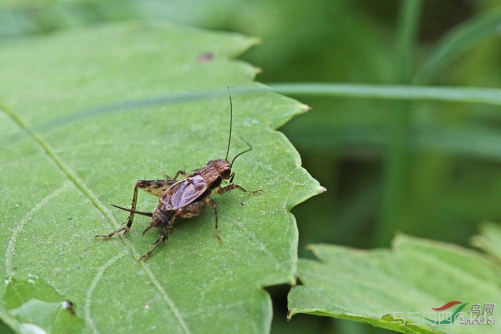 斑翅双针蟋,草地里经常有,发出微弱的丝丝声,看起来像黑色金蛉子