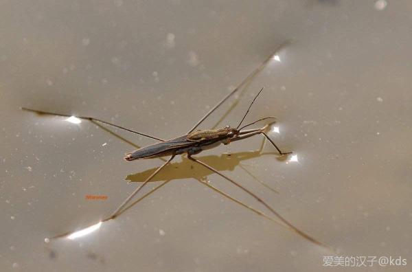 学名:水黾,俗名:水蜘蛛