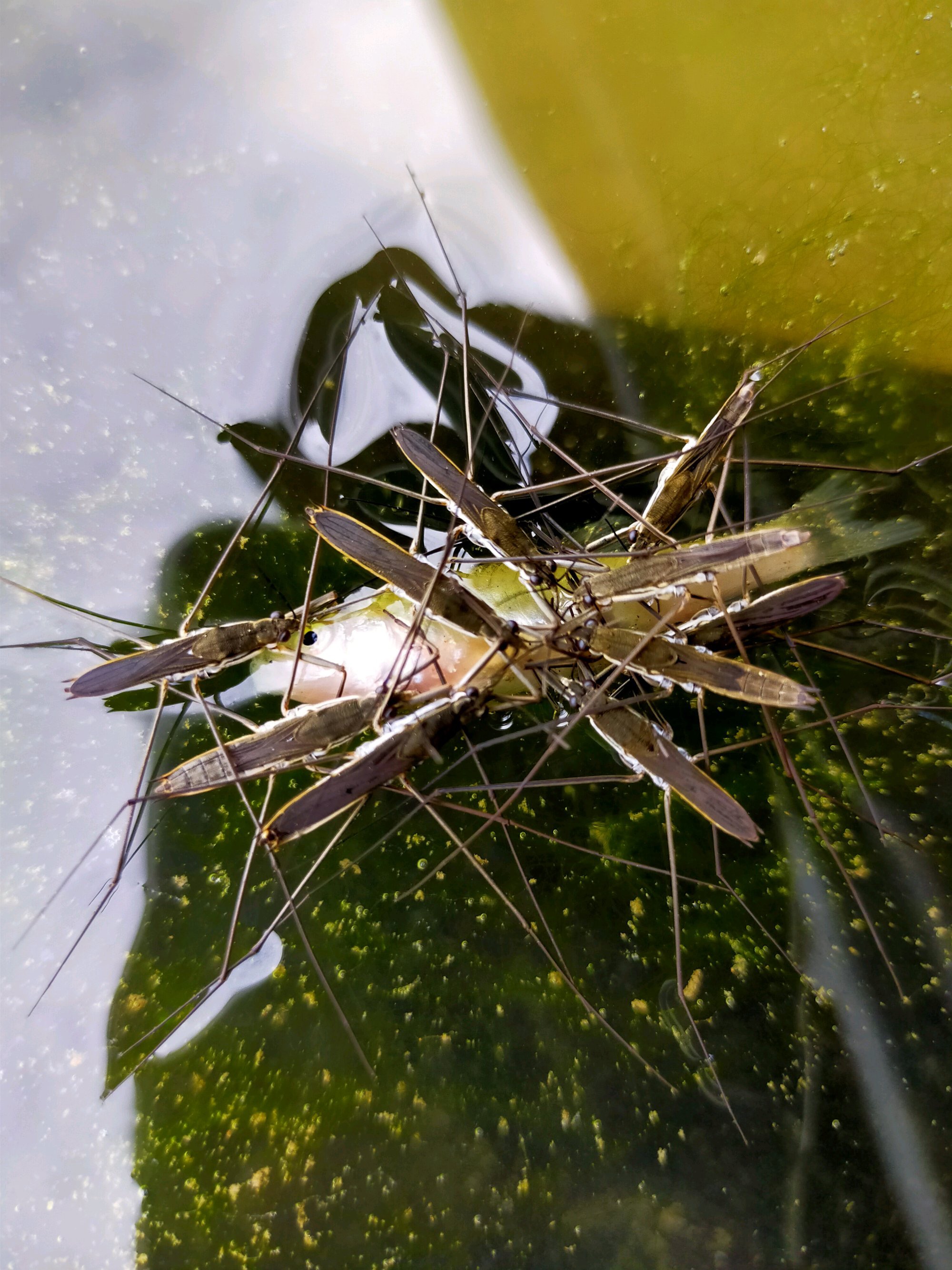 池塘常见水生昆虫图片