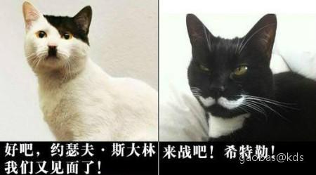 猫的报恩