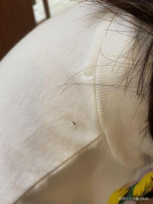 吃衣服的虫子这是什么