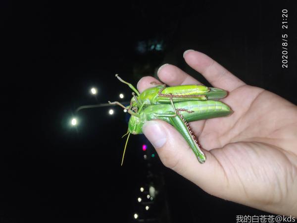 福州海边这么大的蚂蚱