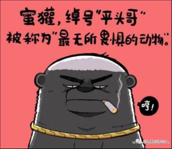 狠人话不,头哥发布脱美最犟risc-v