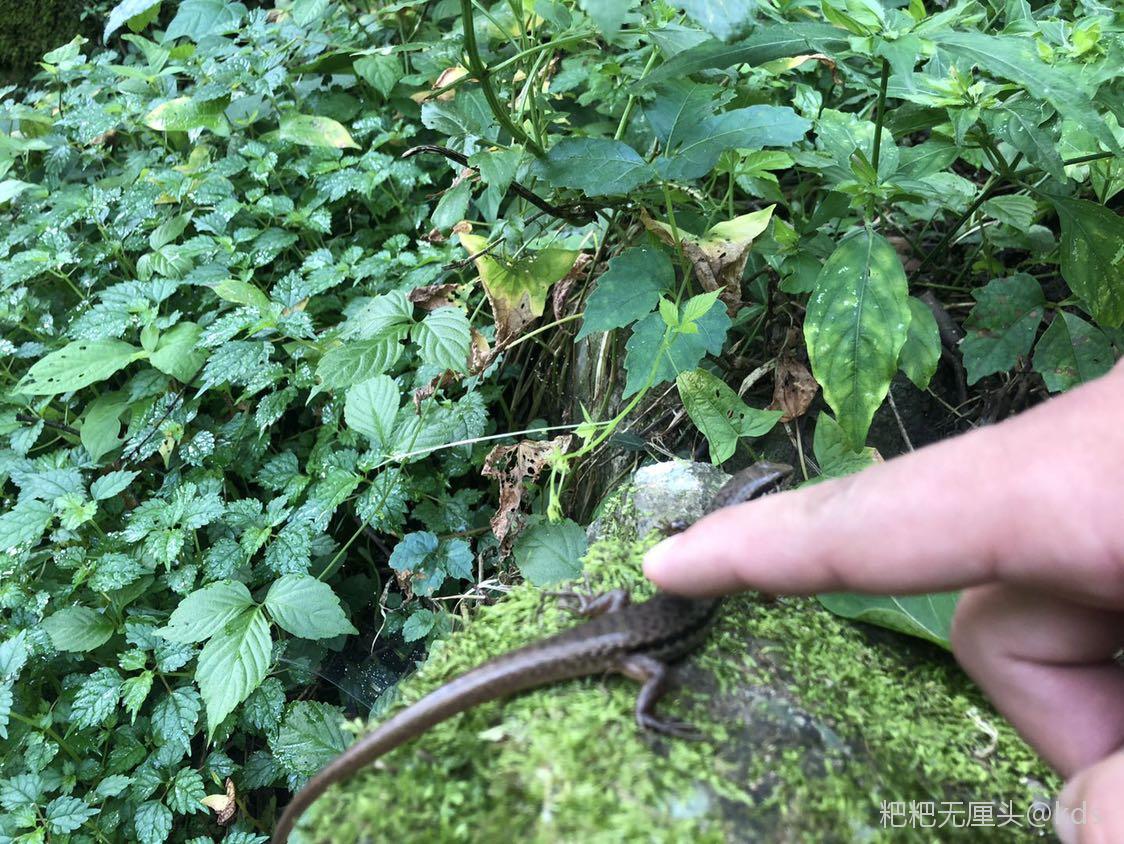 山蟑螂青草药图片大全图片