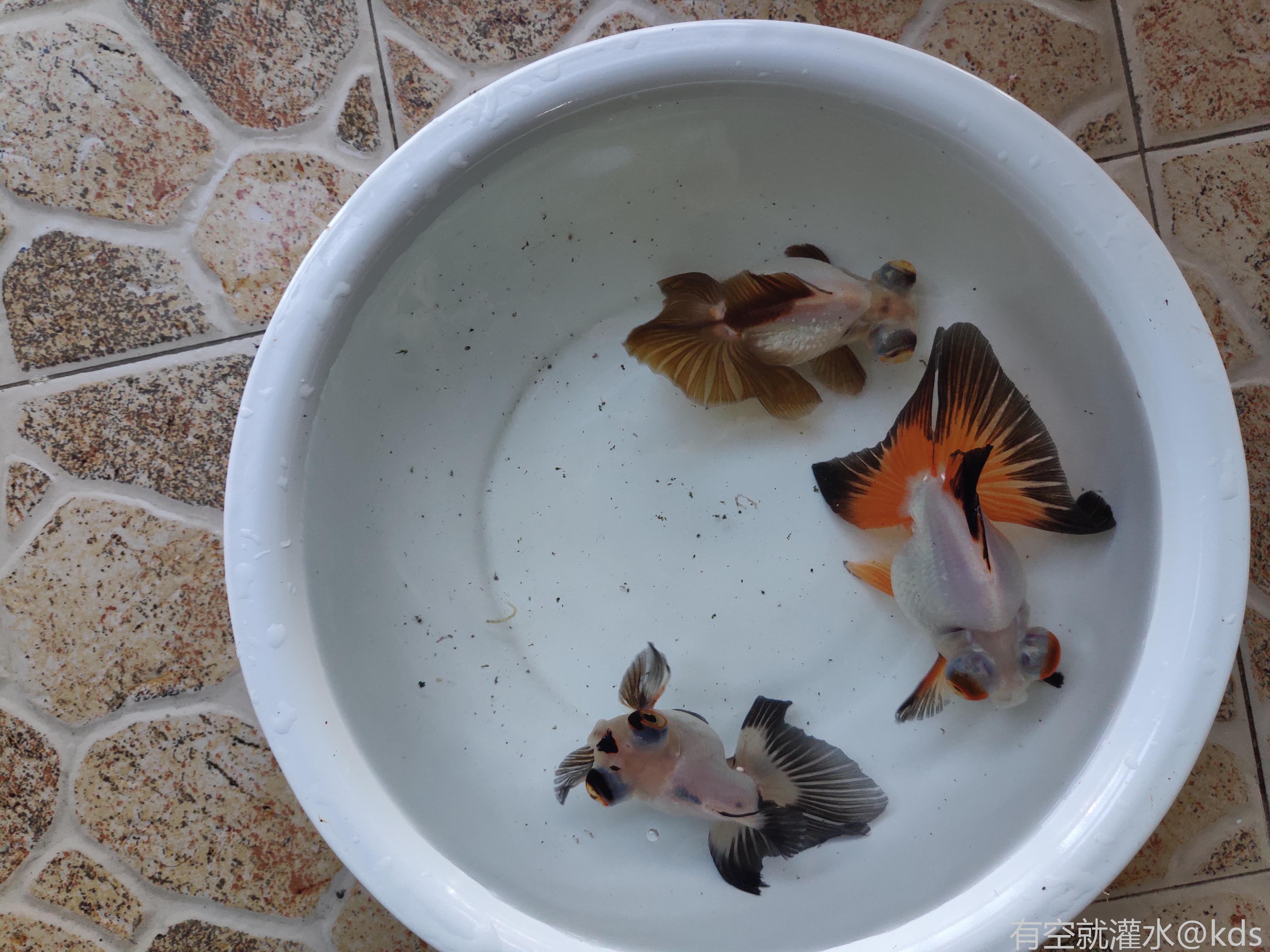 天热,金鱼开始变色了