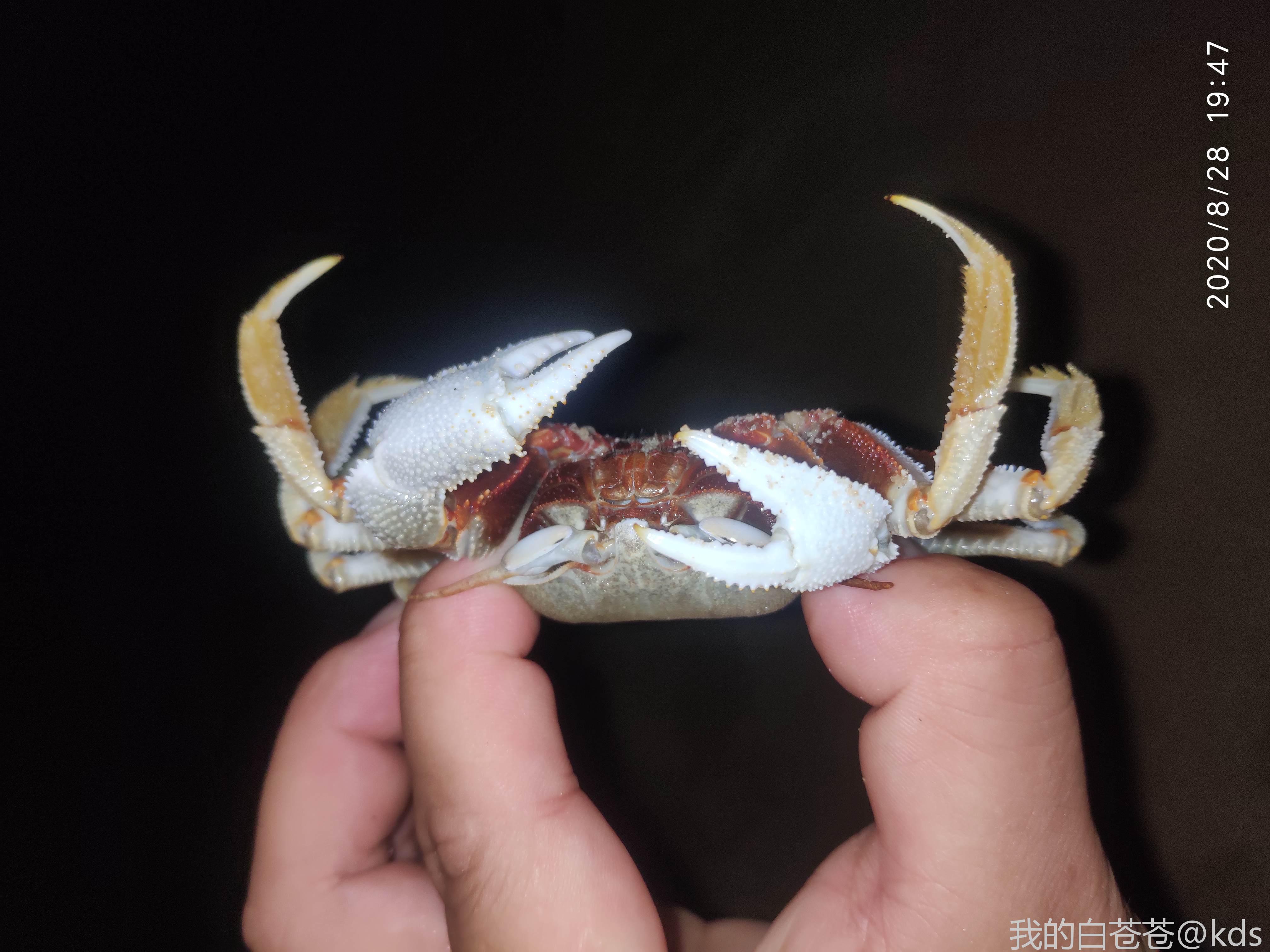 见过这么大的沙蟹吗