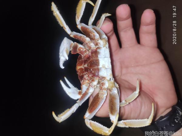 见过这么大的沙蟹吗-宽带山kds-宽带山社区-城市消费门户