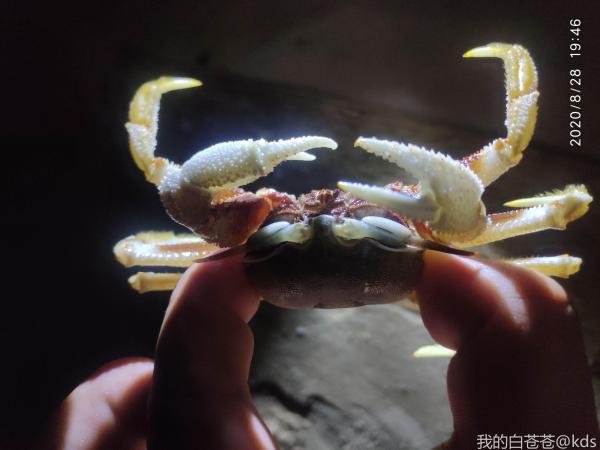 见过这么大的沙蟹吗