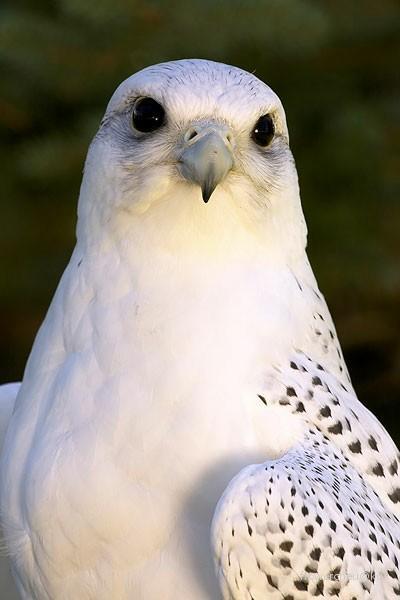 一只极品海东青的市场价大约是多少?