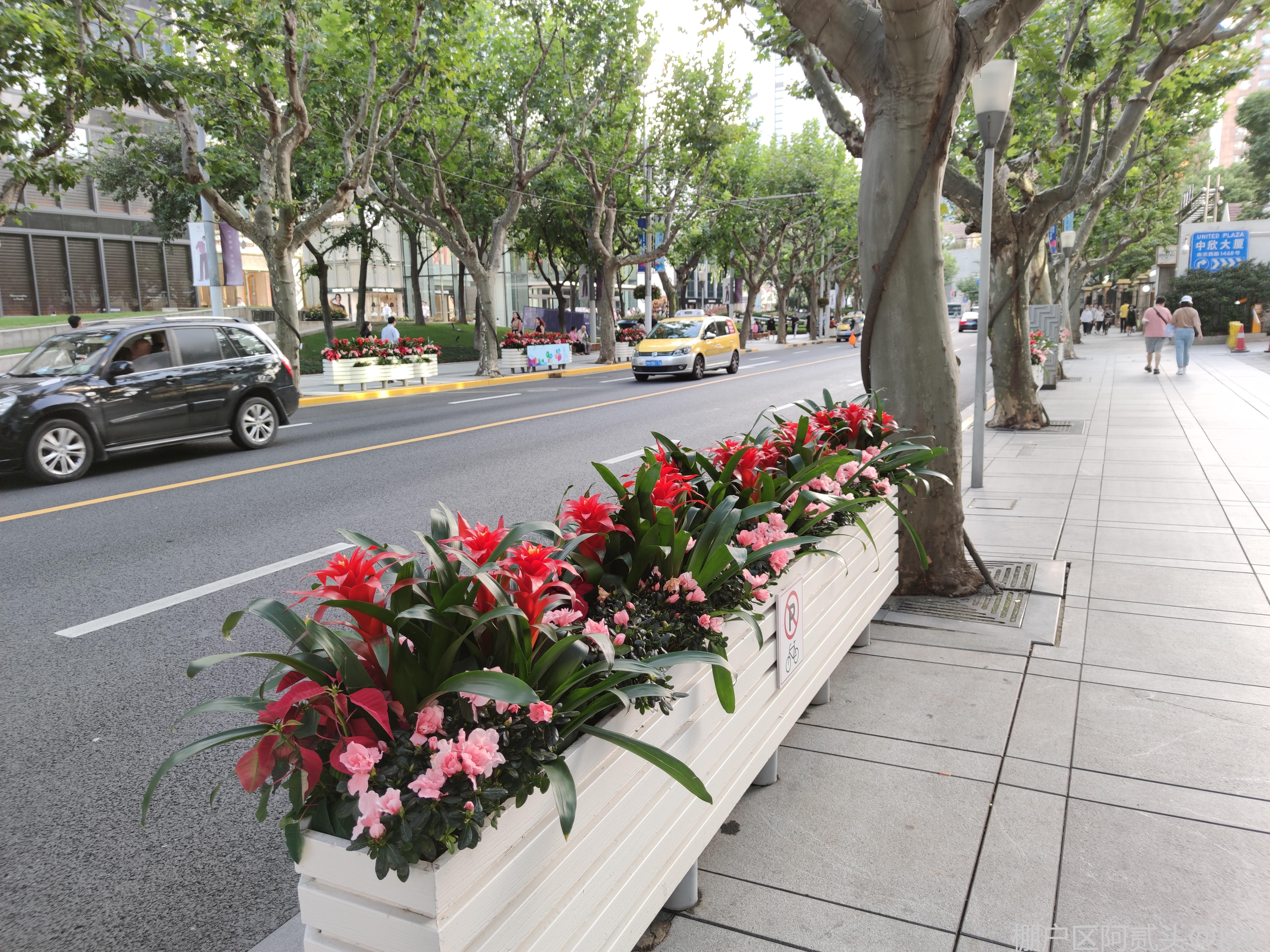 街边的绿化也比较有档次