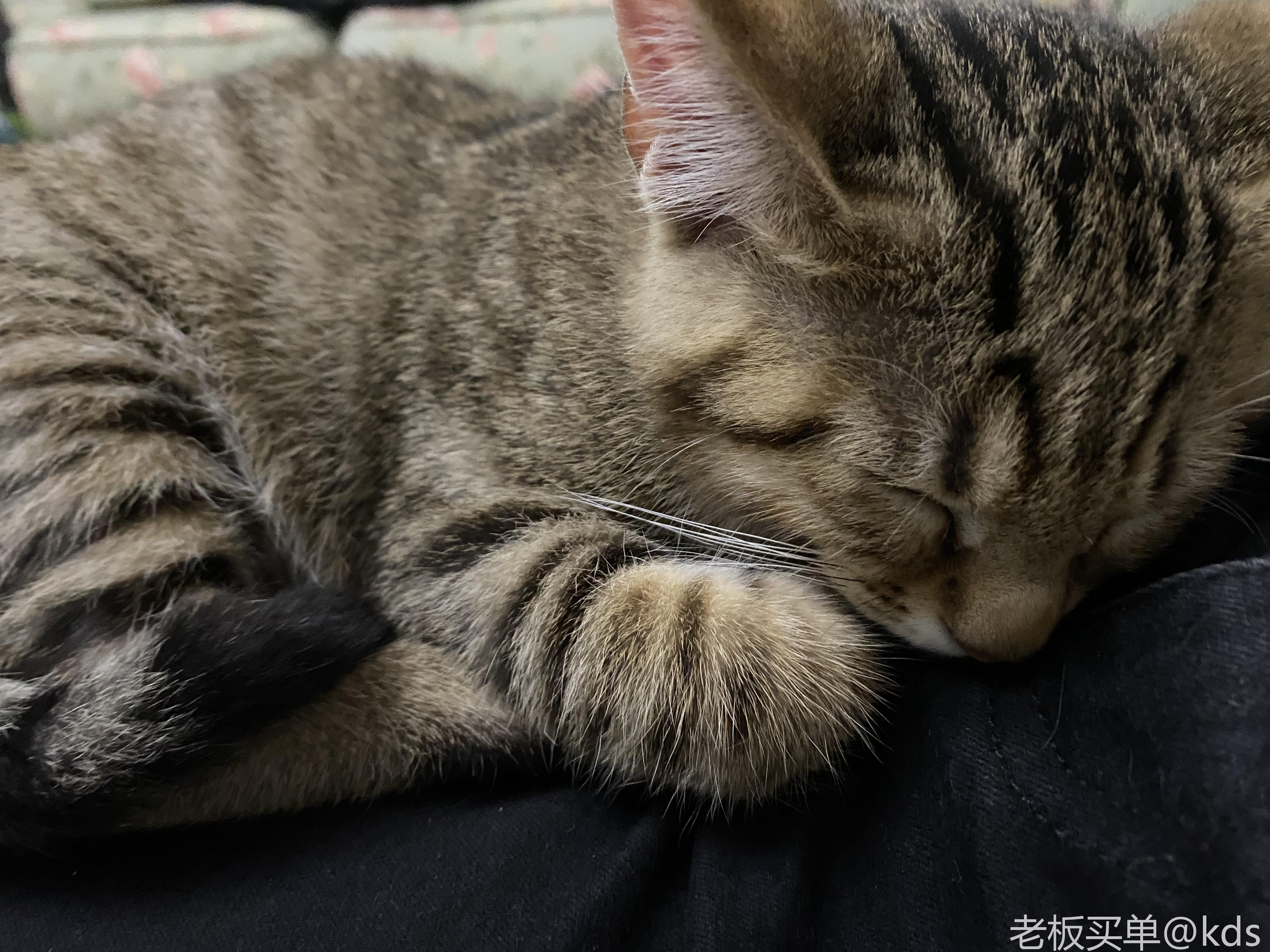 第一次养猫,也来发下我家的狸花!