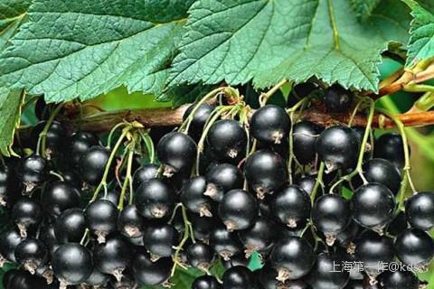 新鲜的黑枸杞