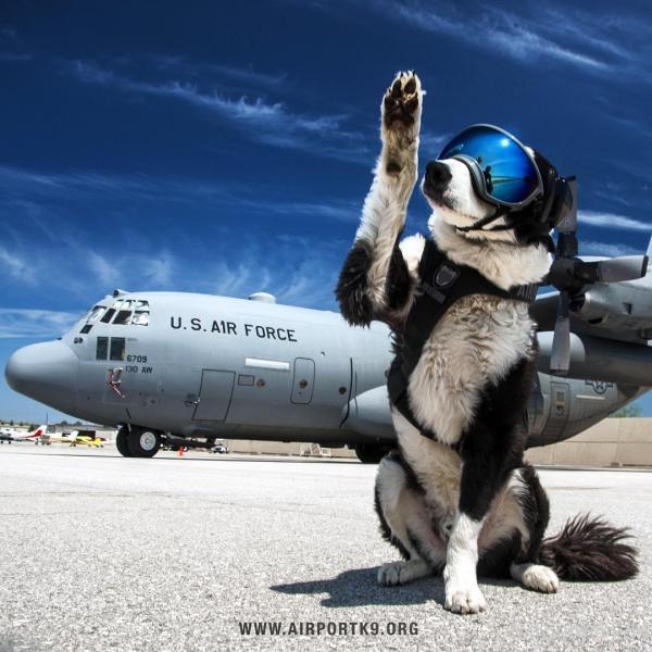 问边牧这么聪明为什么不做警犬