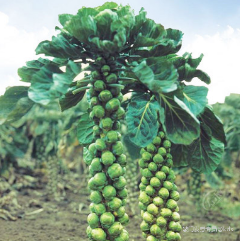 有趣 没出过城的上海人可以来看看,卷心菜其实是长在树上的