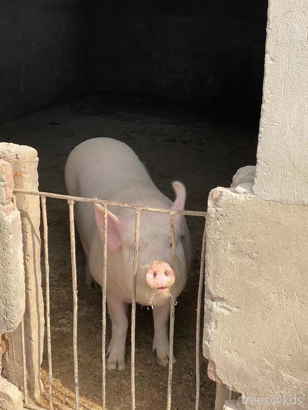 帮朋友找一下丢失的猪:9号晚上在陈家镇附近走丢,外形如照片当面重金