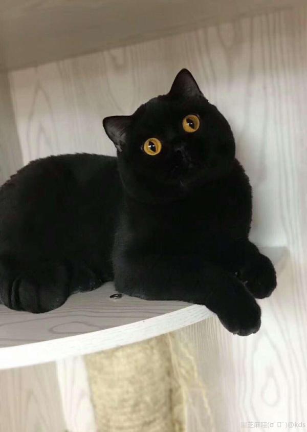 想养纯黑色的猫-宽带山kds-宽带山社区-城市消费门户