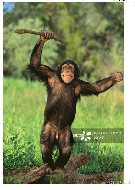 这能让人更接受人是从猿猴进化过来的吗?