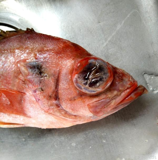问下这是什么鱼?眼乌子真大,好吃吗