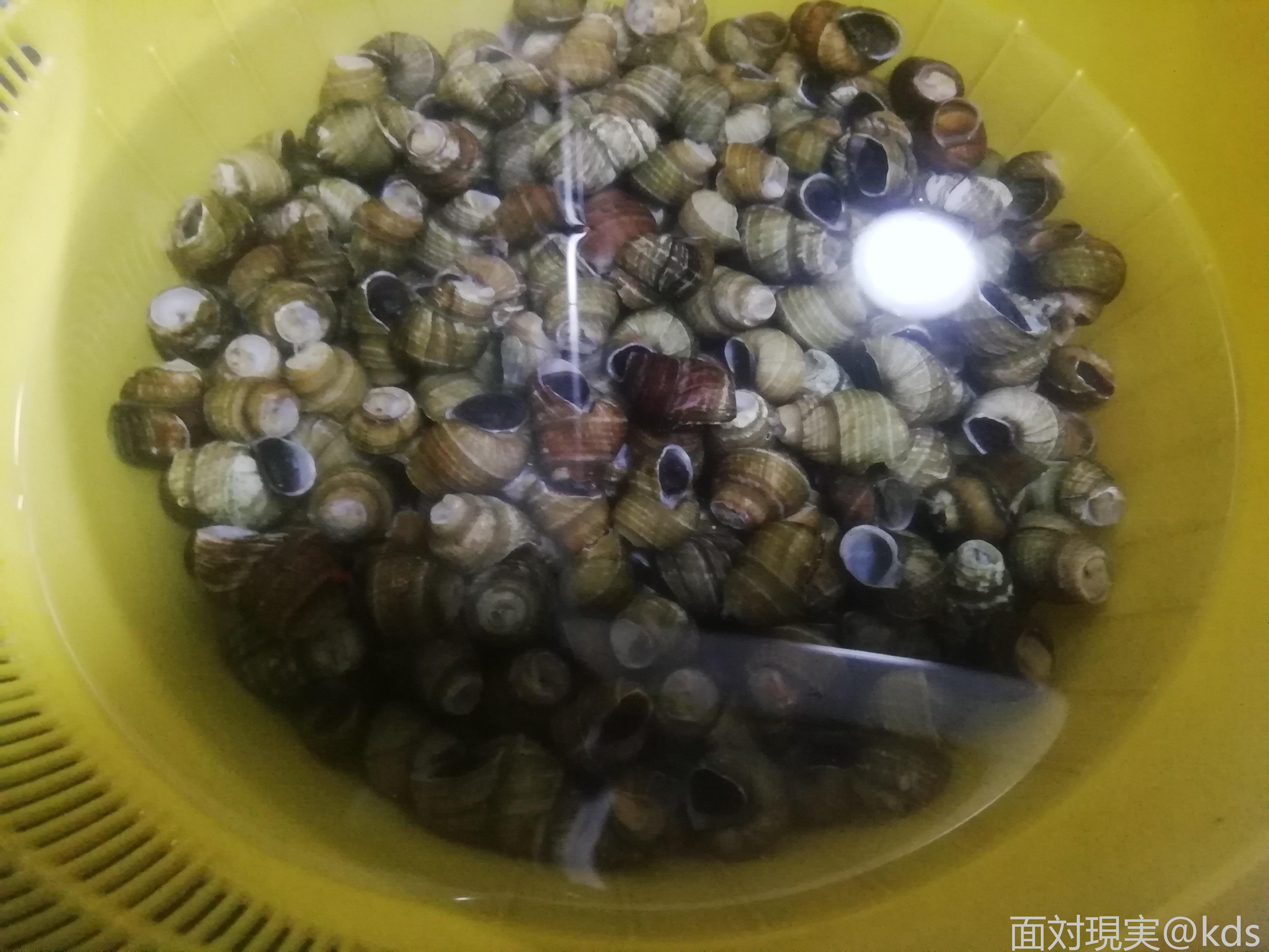 螺蛳要养多久才能烧?