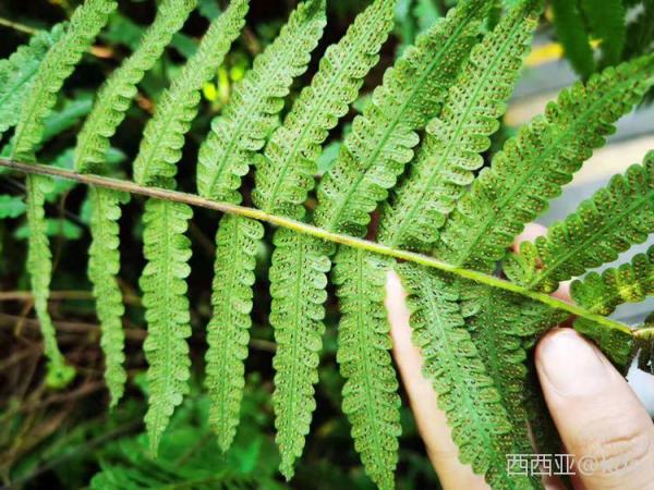 蕨类植物背面的孢子,密集恐惧症者慎入