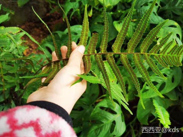蕨类植物背面的孢子,密集恐惧症者慎入