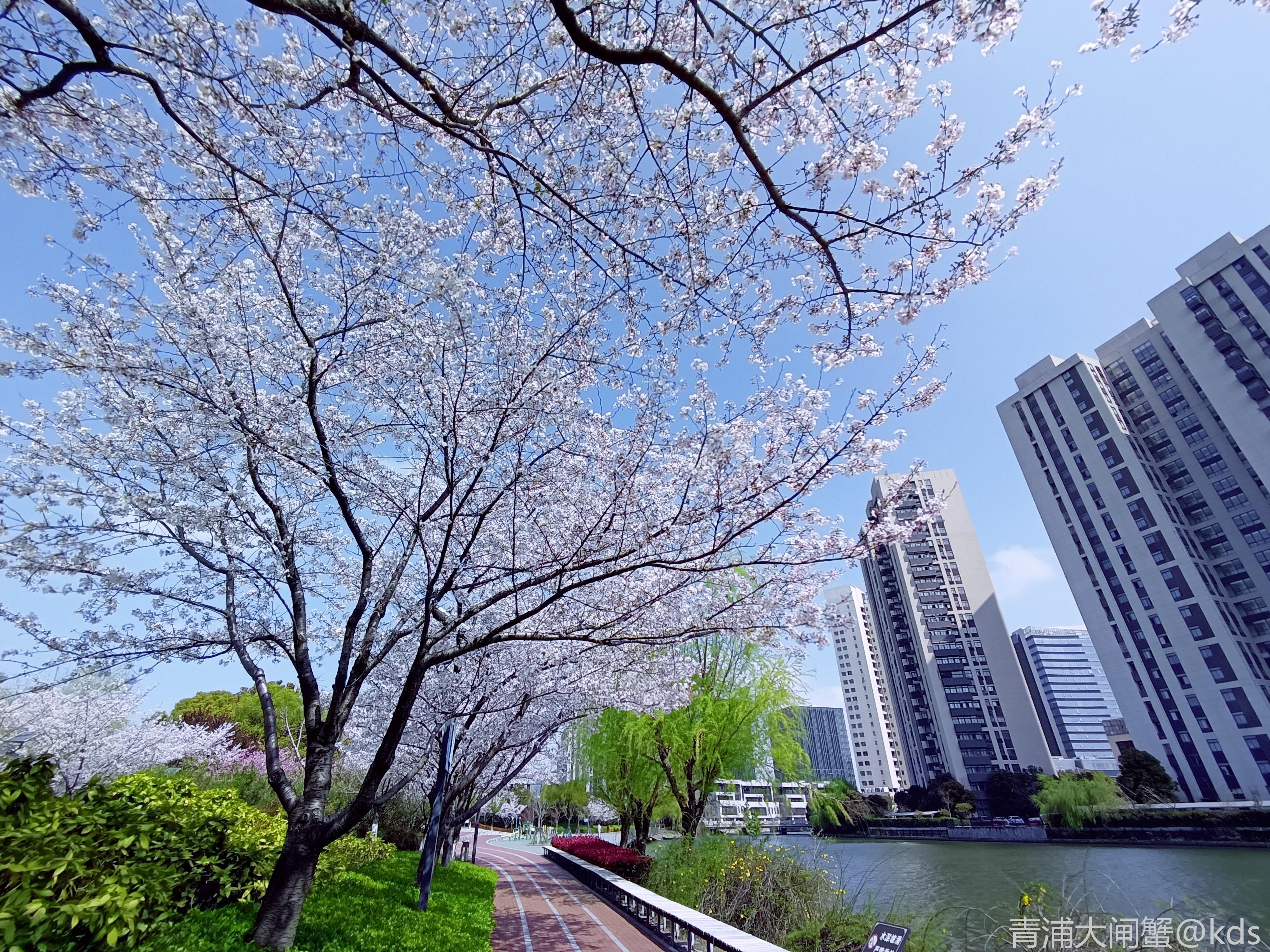 南浦大桥公交站的樱花