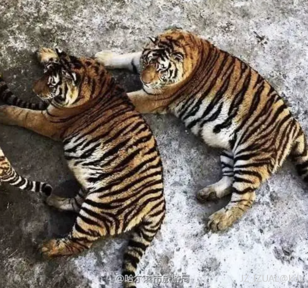 多年之后的完达山一号老虎