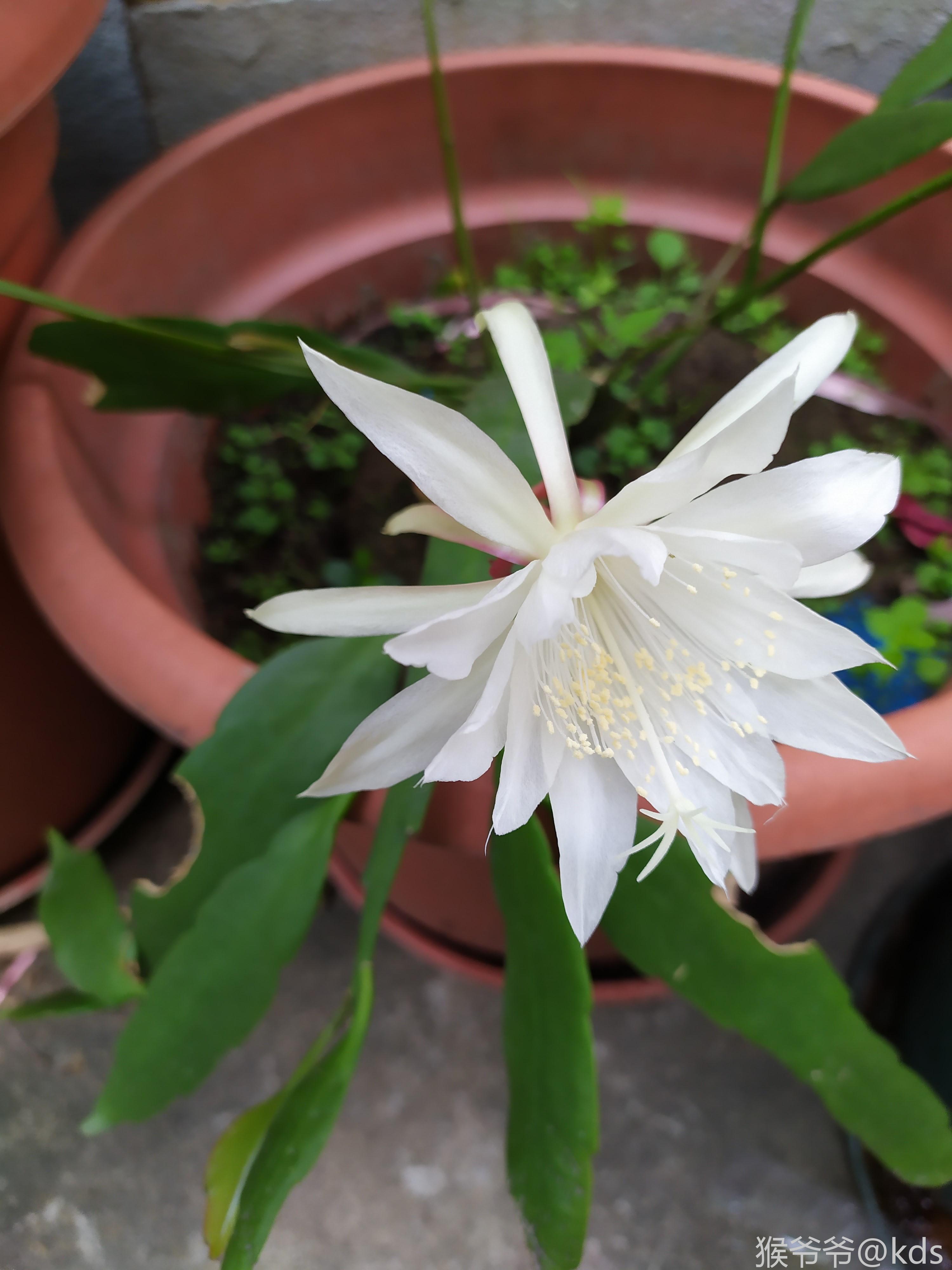 5月4日的昙花 Kds宽带山