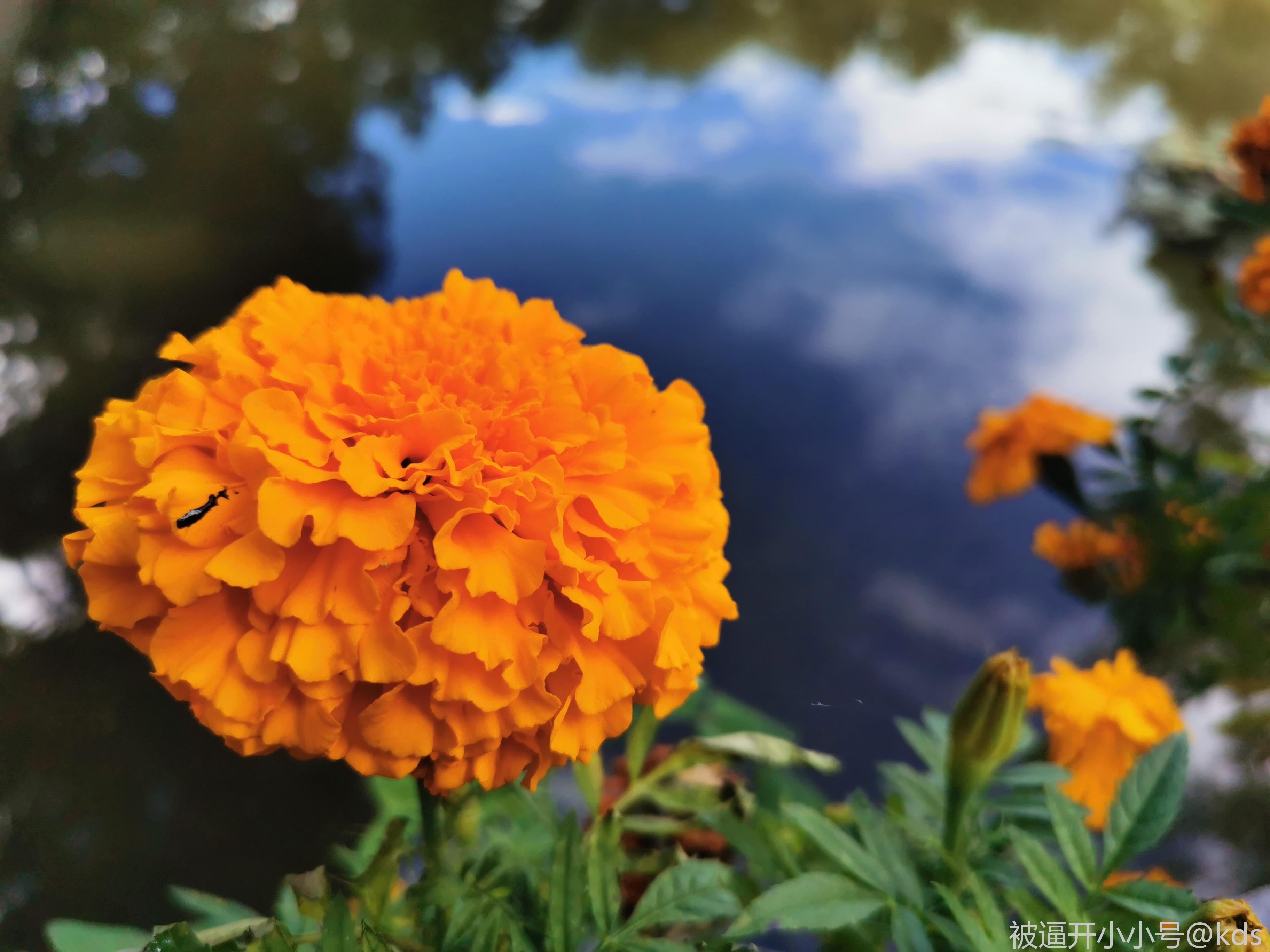 换了个大光圈手机拍猫猫,玩玩虚化