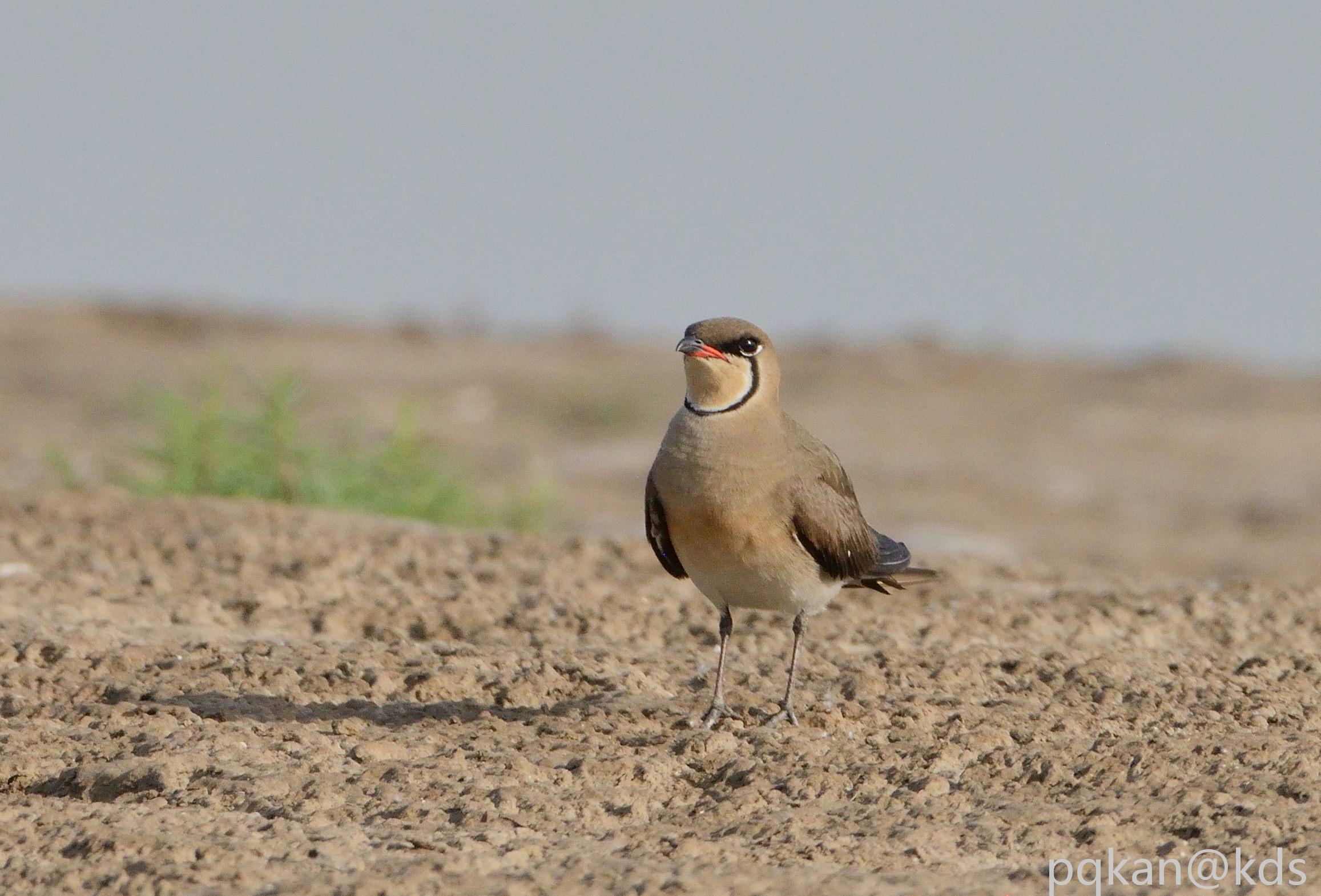 ----       天地为炉兮, 造化为工