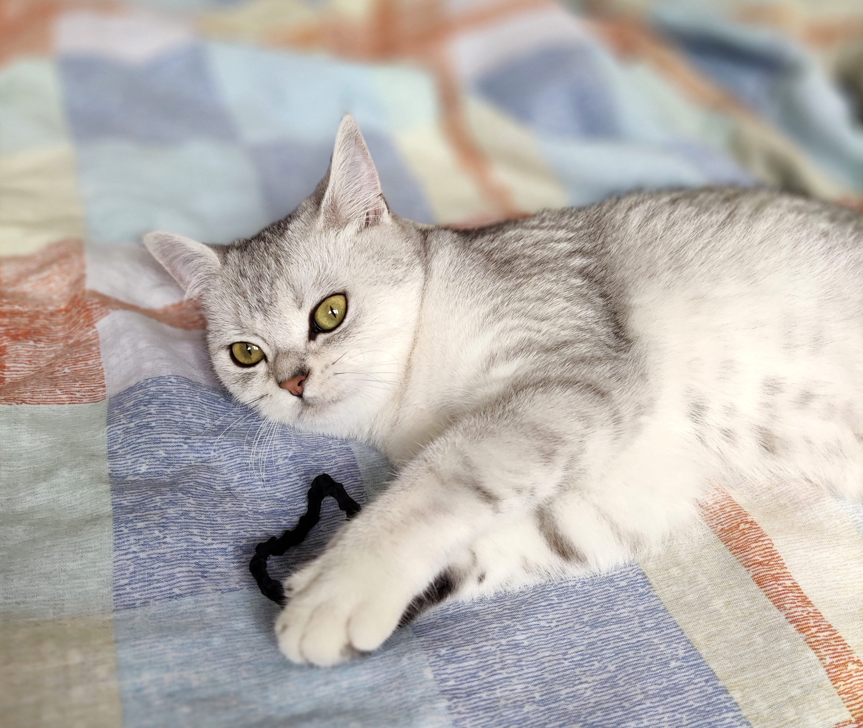 美短银白猫猫图片