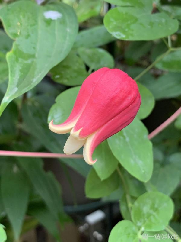 铁线莲铃铛 押切