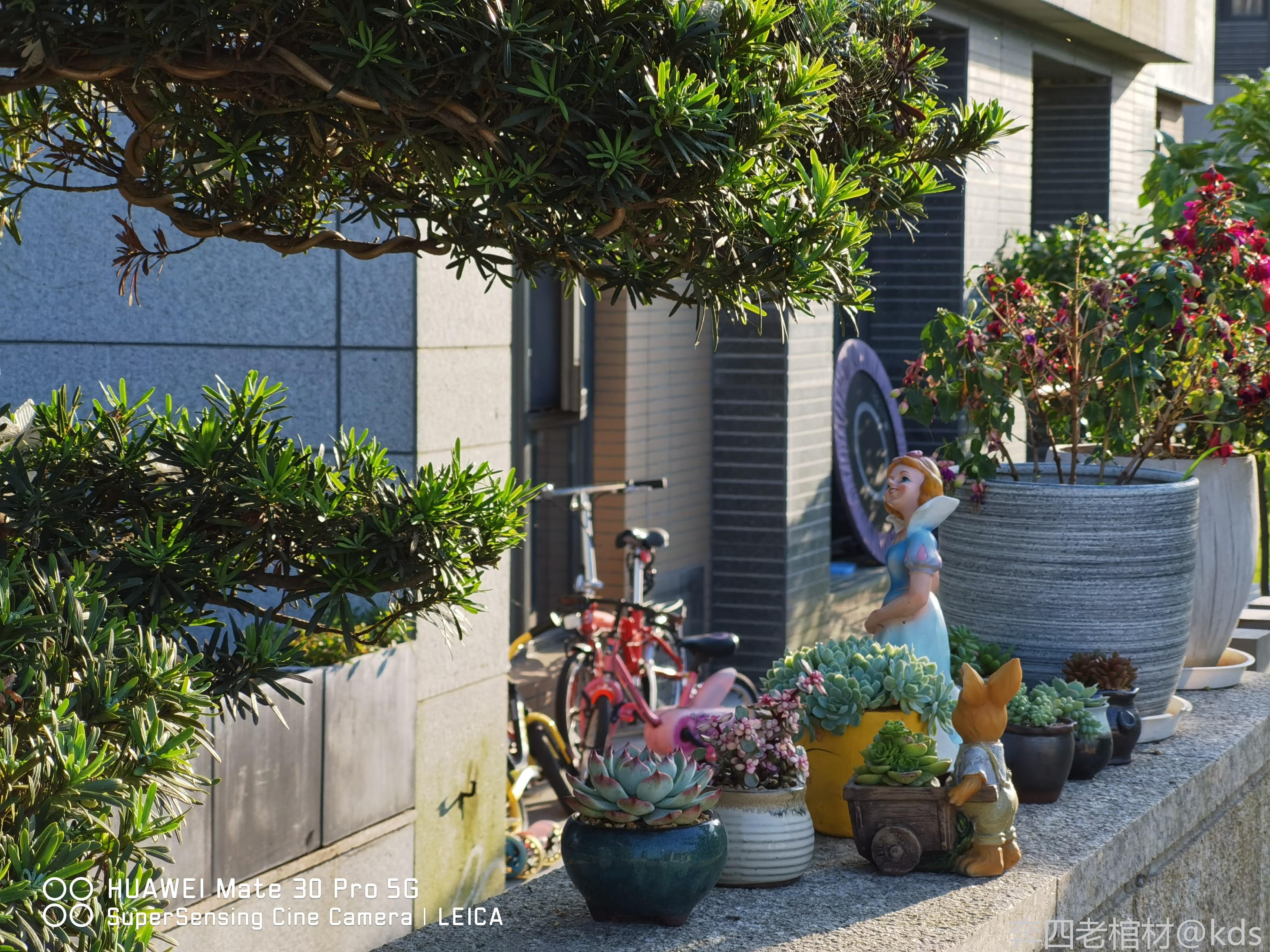 很多人都门口布置了小景观