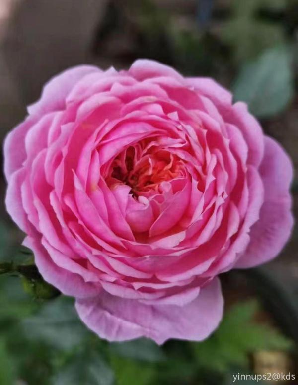 夏日一景:栀子花开