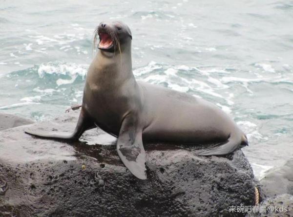 海狮 海豹 海狗 海獭 海貂 海象 海牛搞得清伐 Kds宽带山