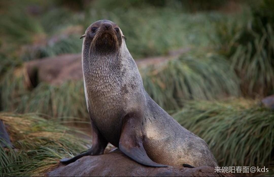 海狮,海豹,海狗,海獭,海貂,海象,海牛搞得清伐?