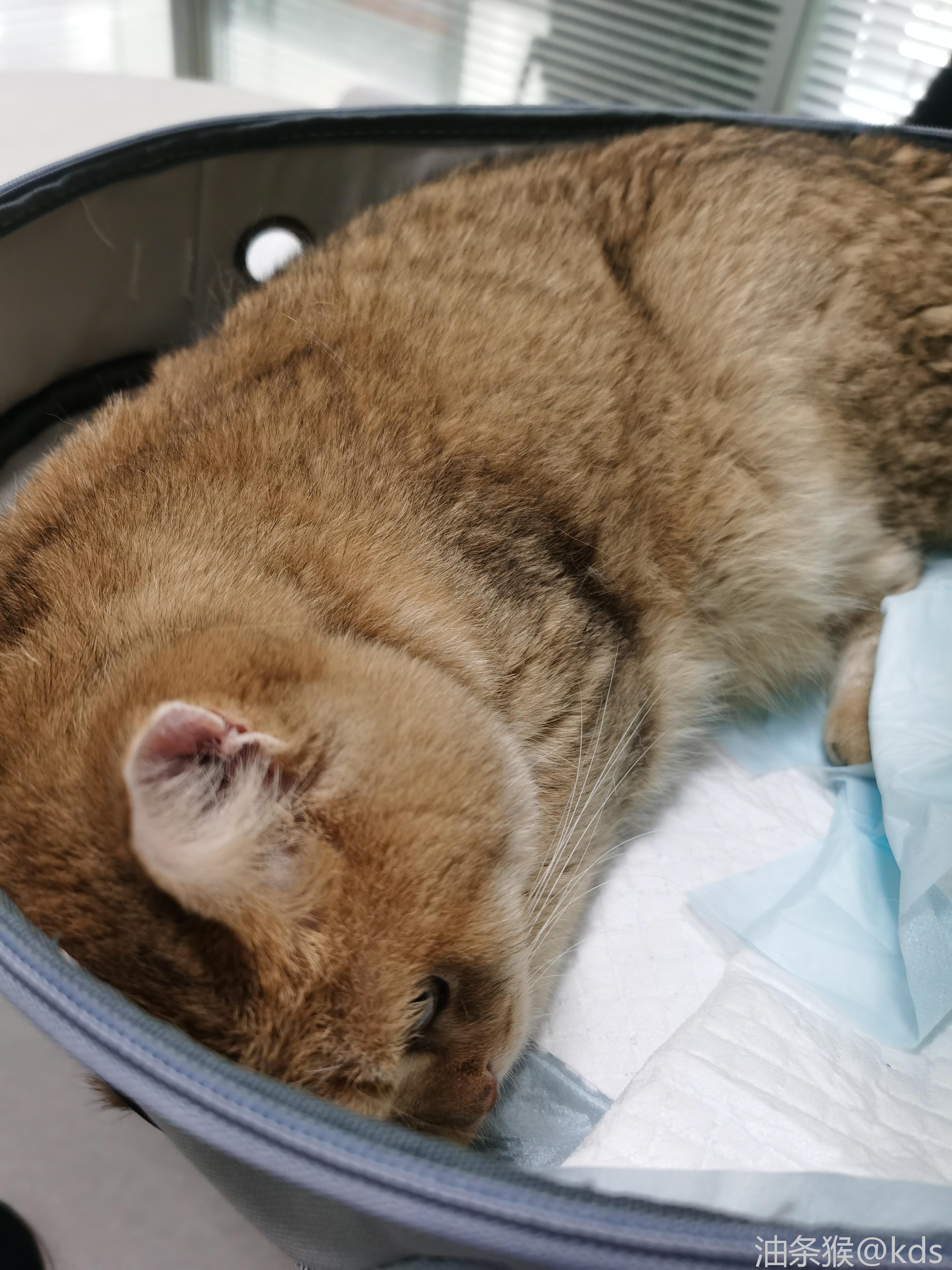 这死猫乱吃东西.要动手术了