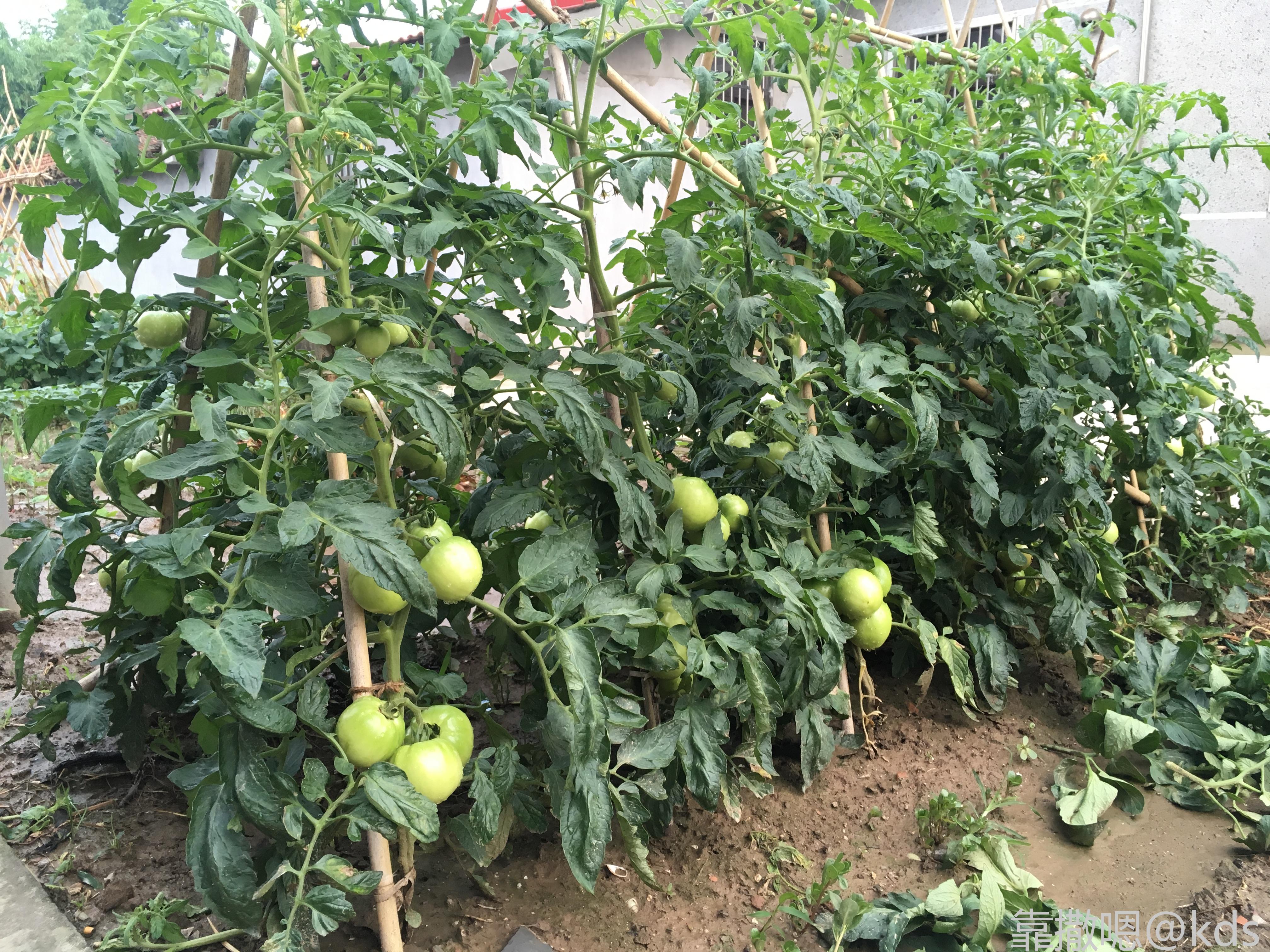 农家小菜地_kds宽带山