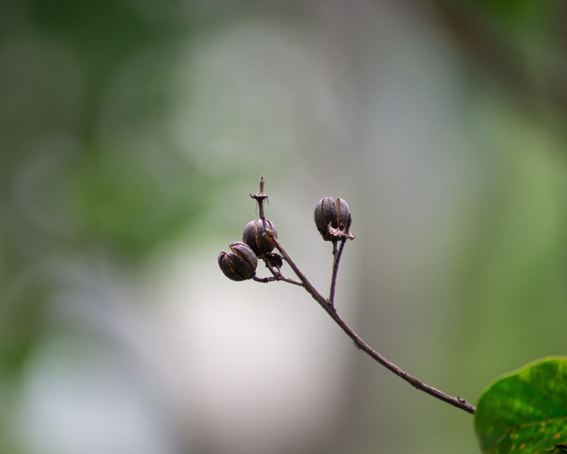 几张虚化背景照片,有花开