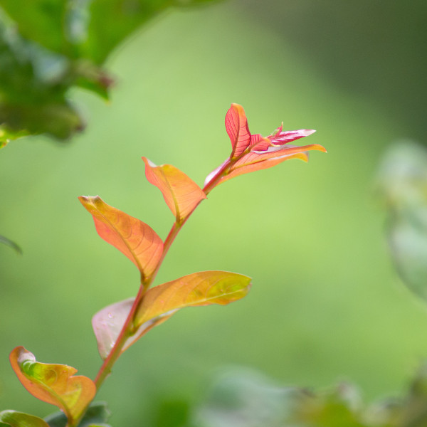 几张虚化背景照片有花开