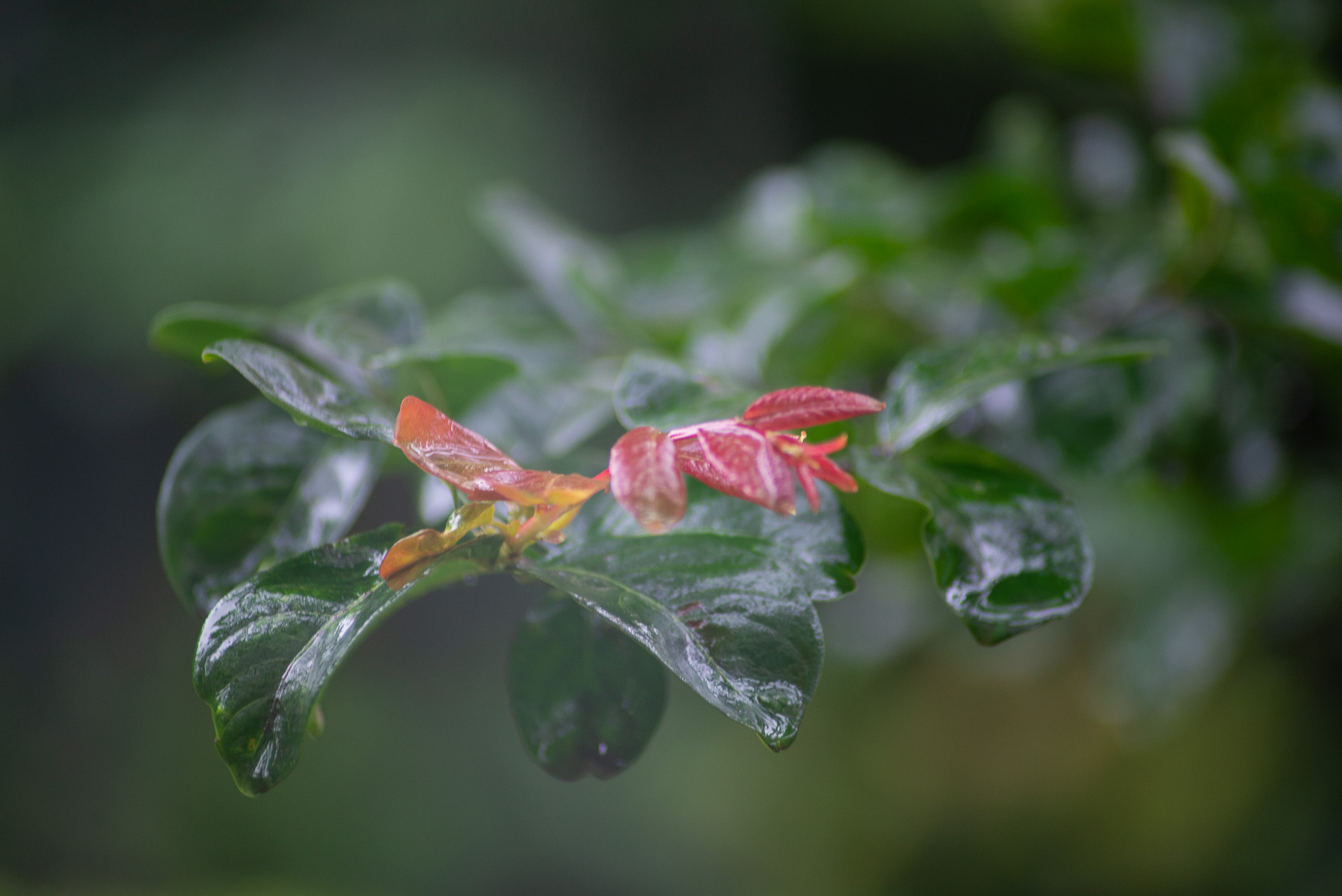 几张虚化背景照片,暂无花