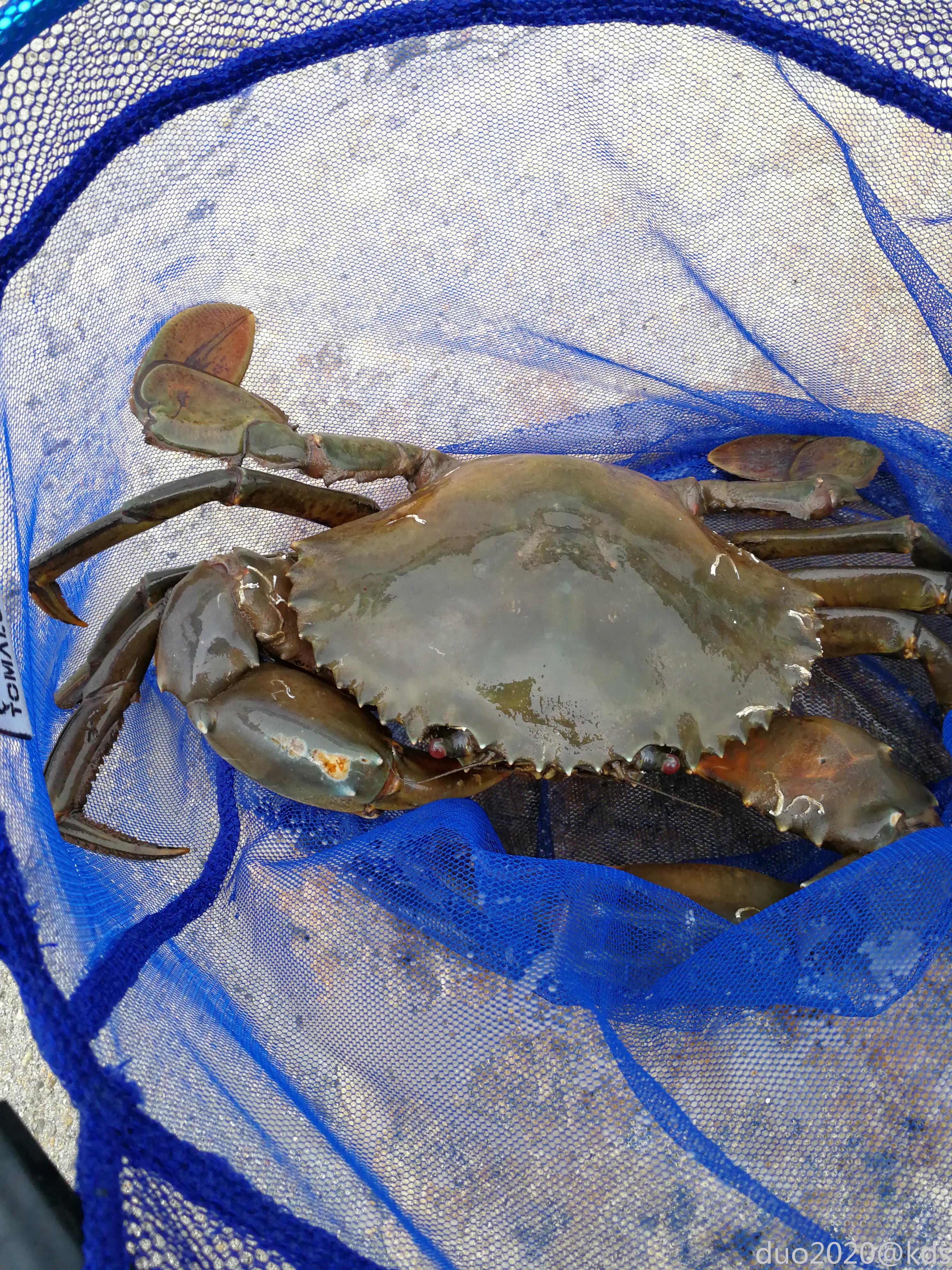 大青蟹4斤以上算什么水平?