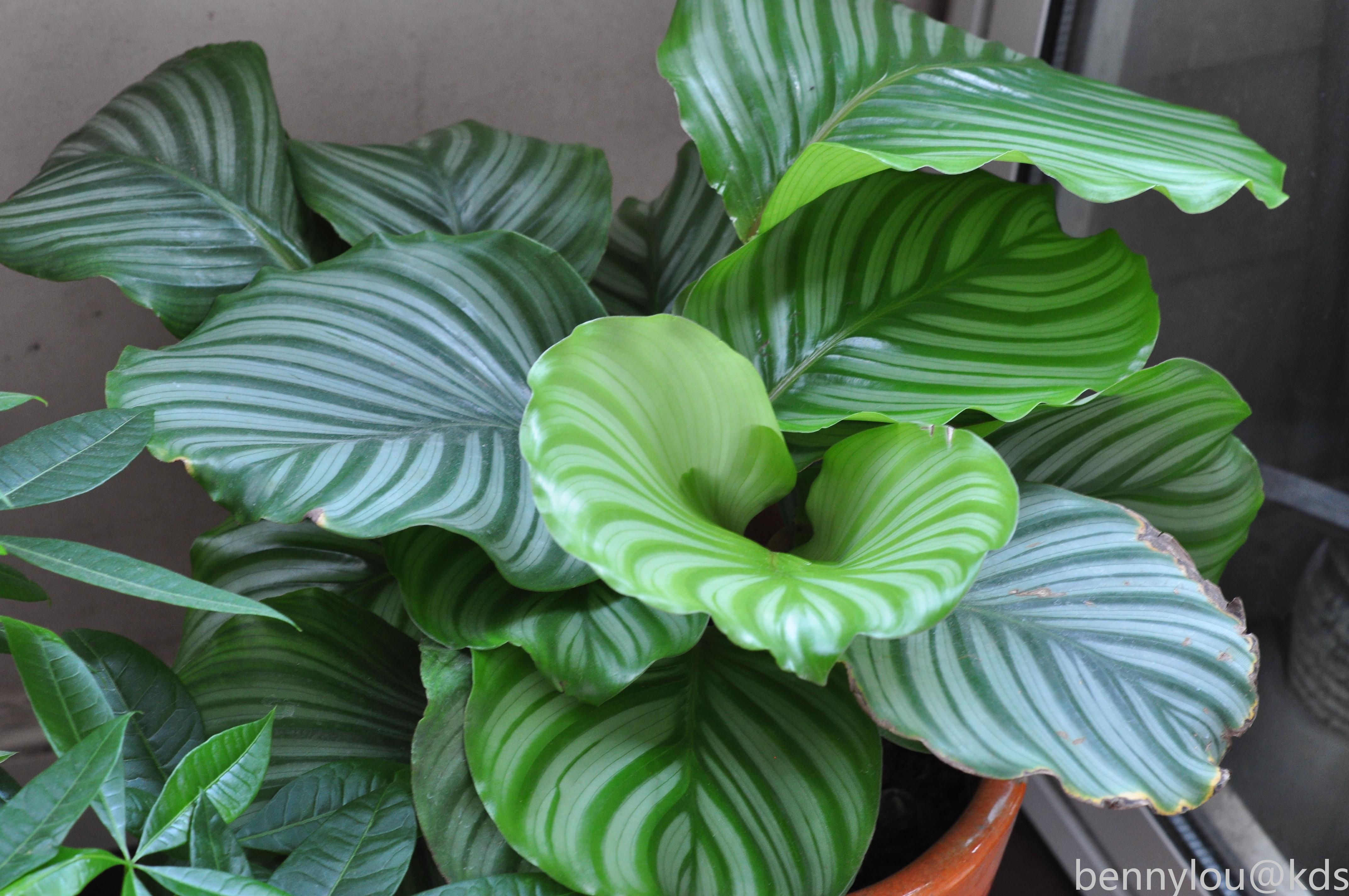 记录下我家阳台的月季花