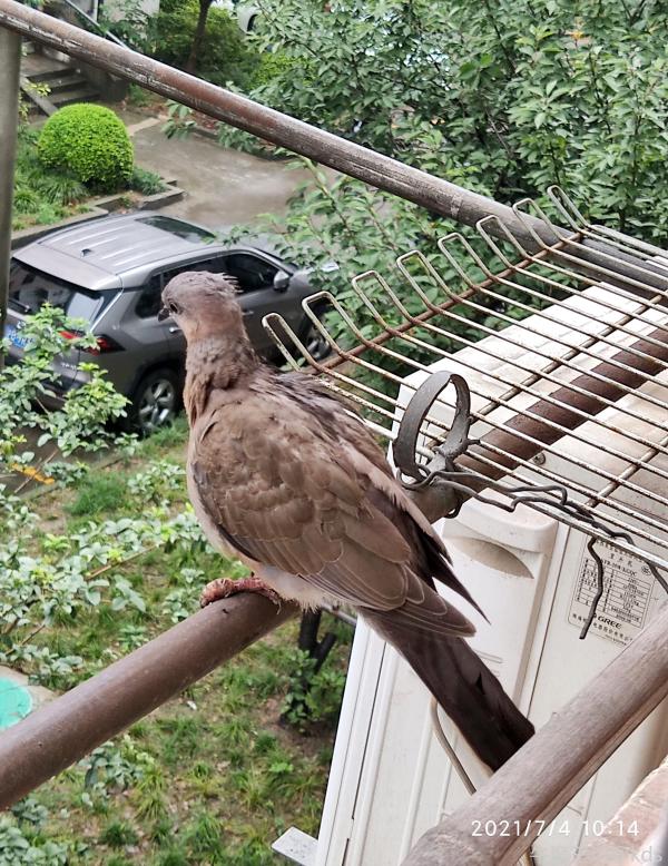 早上开窗透气,忘记关纱窗,也不知道哪里飞来个大鸟,象鸽子,象斑鸠,停