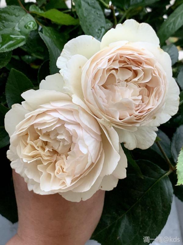 记录我种过的植物与喜欢的园艺品种