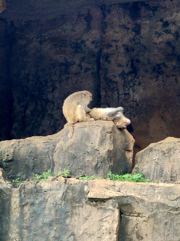 回海口,参观野生动物园,跟其他动物园不同的,这里的猴山是可以进去的