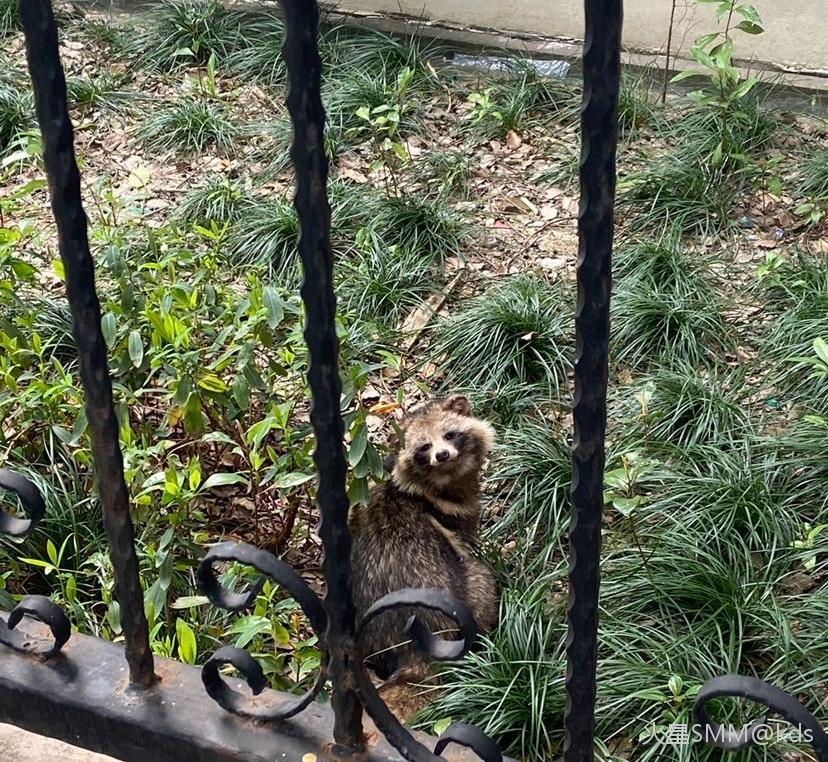 日本神话狸猫图片