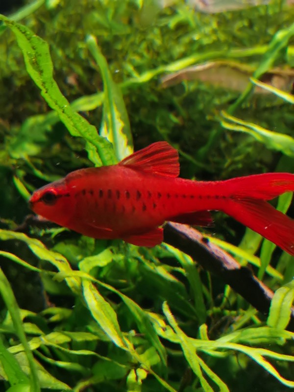 看看小鱼儿,心旷神怡啊